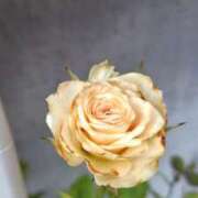 ヒメ日記 2025/06/20 11:48 投稿 うめこ 熟女家 十三店