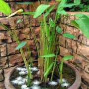 ヒメ日記 2025/07/08 19:05 投稿 うめこ 熟女家 十三店