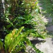 ヒメ日記 2025/07/23 21:25 投稿 うめこ 熟女家 十三店