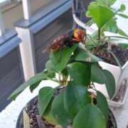 ヒメ日記 2025/07/29 22:57 投稿 うめこ 熟女家 十三店