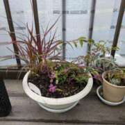 ヒメ日記 2025/11/09 11:37 投稿 うめこ 熟女家 十三店