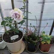 ヒメ日記 2025/11/12 15:03 投稿 うめこ 熟女家 十三店