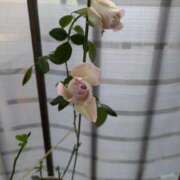 うめこ 咲いた〜🎶 熟女家 十三店