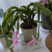 ヒメ日記 2026/02/01 11:53 投稿 うめこ 熟女家 十三店