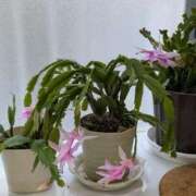 ヒメ日記 2026/02/04 12:12 投稿 うめこ 熟女家 十三店