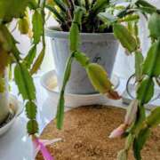 ヒメ日記 2026/02/21 12:26 投稿 うめこ 熟女家 十三店