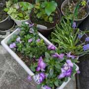 ヒメ日記 2026/03/31 21:43 投稿 うめこ 熟女家 十三店