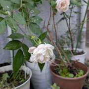 ヒメ日記 2026/04/26 11:42 投稿 うめこ 熟女家 十三店