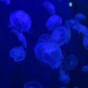 ヒメ日記 2025/10/13 13:38 投稿 あやめ RIZE（リゼ）