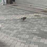 ヒメ日記 2025/05/16 06:34 投稿 れもん Evolution 2nd