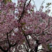 ヒメ日記 2026/03/20 22:06 投稿 桃華（ももか） セレブコレクション赤坂