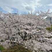 ヒメ日記 2026/03/23 21:05 投稿 桃華（ももか） セレブコレクション赤坂