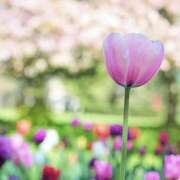 ヒメ日記 2025/04/23 23:24 投稿 相沢（Aizawa) 東京エステティシャン