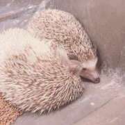 ヒメ日記 2025/05/17 22:21 投稿 ひな まつど女学園