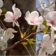 ヒメ日記 2025/03/28 13:14 投稿 のばら 逢って30秒で即尺