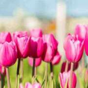 ヒメ日記 2025/04/06 12:52 投稿 よる 熟女の風俗最終章 高崎店