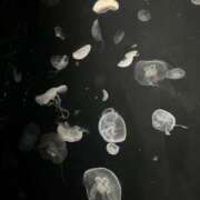 ヒメ日記 2025/02/22 02:37 投稿 らむ 三つ乱本館