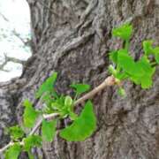 ヒメ日記 2025/01/18 10:42 投稿 みどり 丸妻 横浜本店