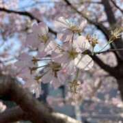 ヒメ日記 2025/04/03 17:52 投稿 みどり 丸妻 横浜本店