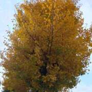 ヒメ日記 2025/12/07 12:59 投稿 みどり 丸妻 横浜本店