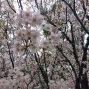 ヒメ日記 2026/03/26 08:53 投稿 みどり 丸妻 横浜本店