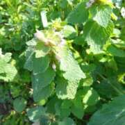 ヒメ日記 2026/04/12 16:33 投稿 みどり 丸妻 横浜本店