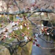 ヒメ日記 2026/03/13 14:55 投稿 さおり 大宮人妻デリヘル～大人の事情～