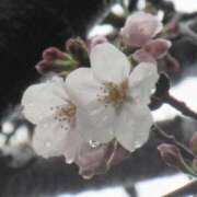 ヒメ日記 2025/03/29 14:00 投稿 片瀬さくら 松戸人妻花壇