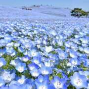 ヒメ日記 2025/05/06 15:37 投稿 片瀬さくら 松戸人妻花壇