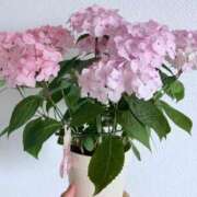 ヒメ日記 2025/06/23 19:00 投稿 片瀬さくら 松戸人妻花壇