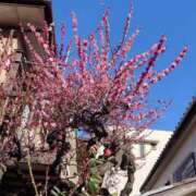 ヒメ日記 2025/03/10 18:53 投稿 まおり 奥様はエンジェル　国分寺店