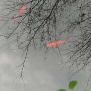 ヒメ日記 2025/05/15 18:53 投稿 まおり 奥様はエンジェル　国分寺店