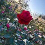 ヒメ日記 2025/04/15 15:00 投稿 みゆき 池袋人妻ヒットパレード（シンデレラグループ）