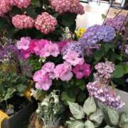 ヒメ日記 2025/05/27 16:49 投稿 みわ 完熟ばなな八王子