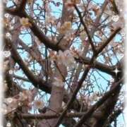 ヒメ日記 2026/01/19 17:29 投稿 さゆり トマトなび