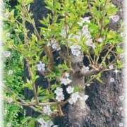 ヒメ日記 2026/04/06 19:15 投稿 さゆり トマトなび