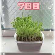 ヒメ日記 2026/06/08 19:01 投稿 さゆり トマトなび