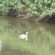 ヒメ日記 2026/01/29 06:44 投稿 チノ 西川口ハートショコラ（シンデレラグループ）