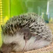 ヒメ日記 2026/02/11 14:52 投稿 チノ 西川口ハートショコラ（シンデレラグループ）