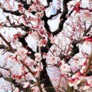 ヒメ日記 2025/03/23 18:23 投稿 あんじゅ 妻天 京橋店