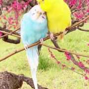 ヒメ日記 2025/03/24 12:53 投稿 あんじゅ 妻天 京橋店