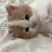 ヒメ日記 2025/07/18 19:41 投稿 あんじゅ 妻天 京橋店