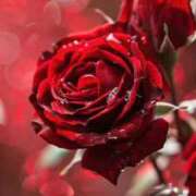 ヒメ日記 2025/08/30 02:19 投稿 あんじゅ 妻天 京橋店