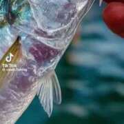 ヒメ日記 2025/09/06 12:57 投稿 あんじゅ 妻天 京橋店