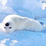 ヒメ日記 2026/01/12 18:12 投稿 あずさ 人妻倶楽部内緒の関係 春日部店