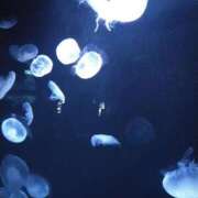 まりか サンシャイン水族館💓 出会い系人妻ネットワーク さいたま～大宮編