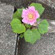 ヒメ日記 2026/02/27 21:46 投稿 あすか 大和人妻城