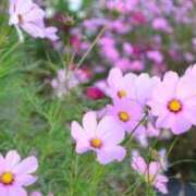 ヒメ日記 2026/06/26 17:50 投稿 あすか 大和人妻城