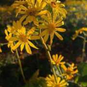 ヒメ日記 2025/11/17 15:14 投稿 もえ SOPHIA（ソフィア）