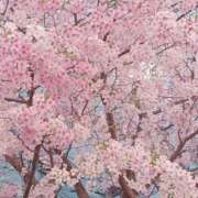 ヒメ日記 2025/04/01 09:09 投稿 まりも 熟女の風俗最終章 蒲田店